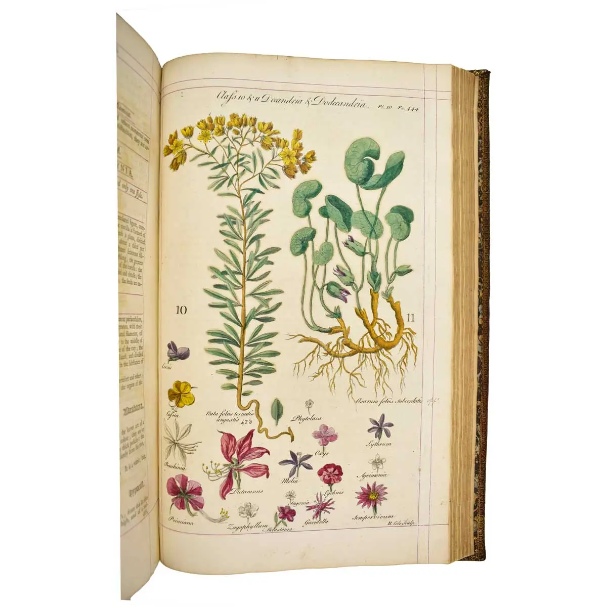 A General Natural History:or,New and Accurate Descriptions of the Animals,Vegetables,and Minerals,of the Different Parts of the World;with Their Virtues and Uses,as far as hitherto certainly known,in (3)