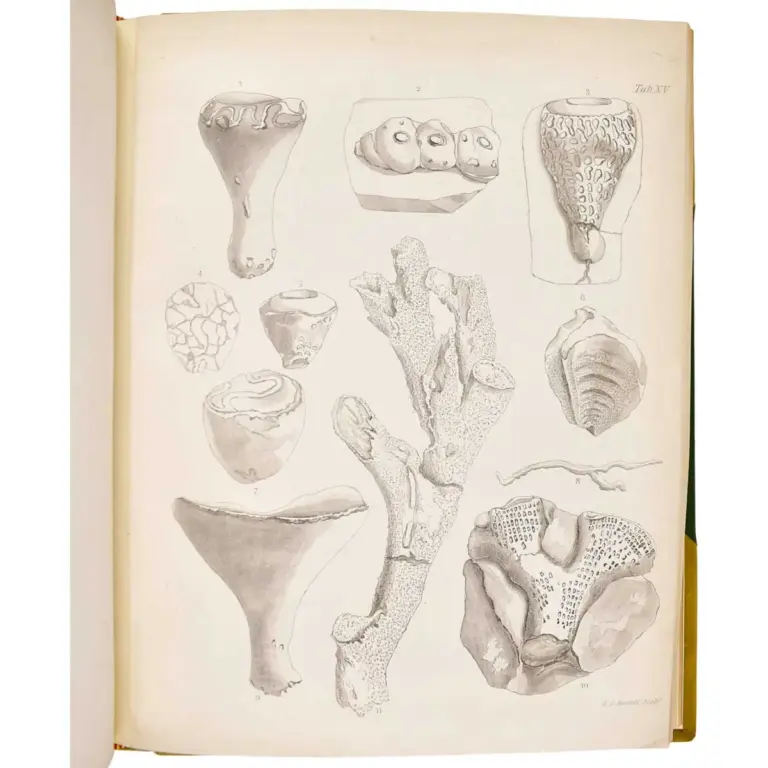 The Fossils of the South Downs; or, Illustrations of the Geology of Sussex