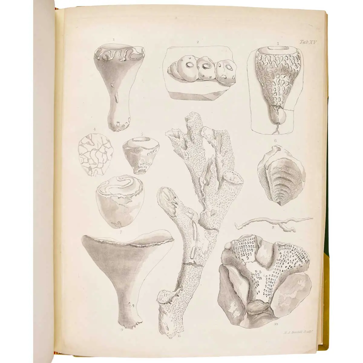 The Fossils of the South Downs; or, Illustrations of the Geology of Sussex