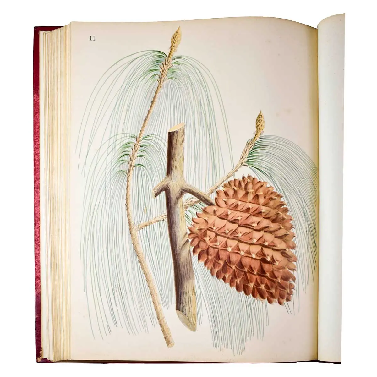 The Pinetum Britannicum. A descriptive account of Hardy Coniferous Trees, cultivated in Great Britain (7)