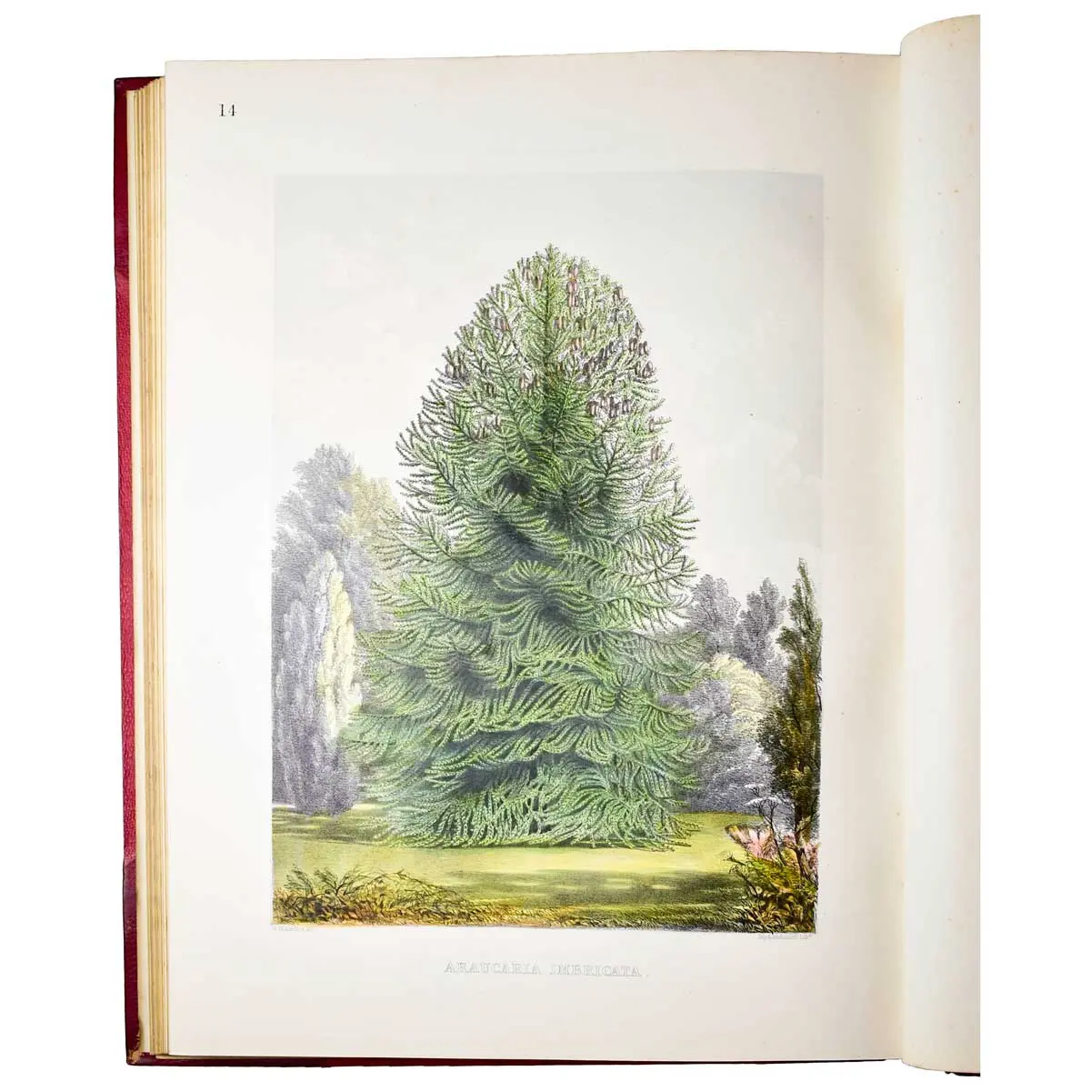 The Pinetum Britannicum. A descriptive account of Hardy Coniferous Trees, cultivated in Great Britain (6)