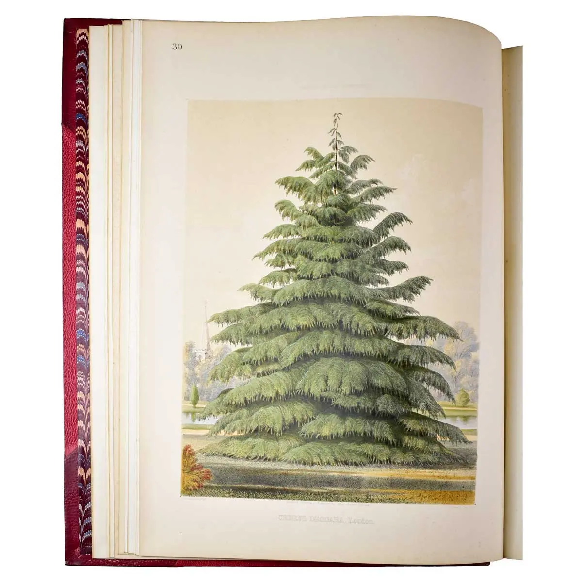 The Pinetum Britannicum. A descriptive account of Hardy Coniferous Trees, cultivated in Great Britain (5)