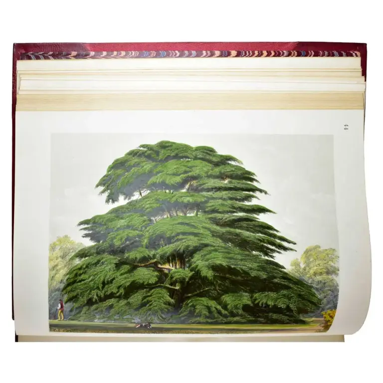 The Pinetum Britannicum. A descriptive account of Hardy Coniferous Trees, cultivated in Great Britain.