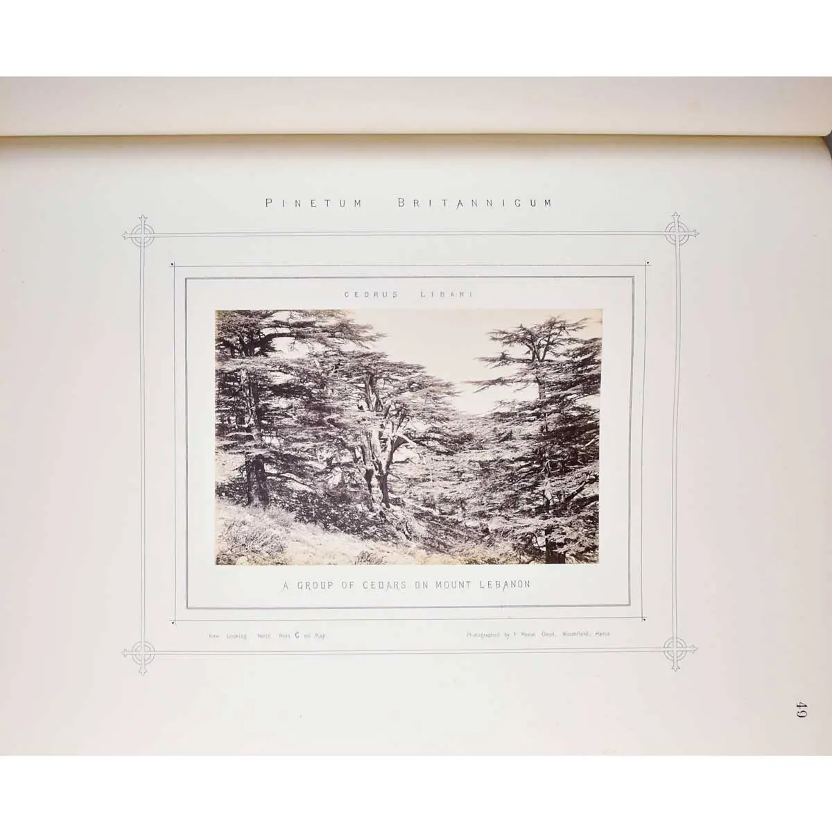 The Pinetum Britannicum. A descriptive account of Hardy Coniferous Trees, cultivated in Great Britain (4)
