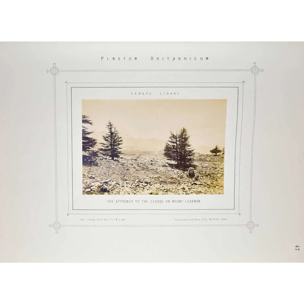 The Pinetum Britannicum. A descriptive account of Hardy Coniferous Trees, cultivated in Great Britain (3)