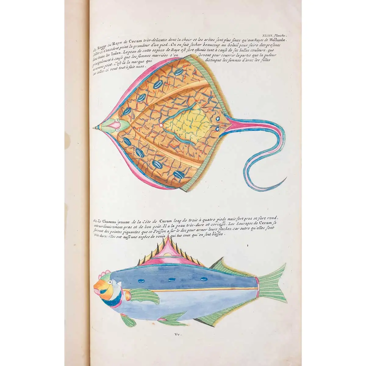 Poissons, Ecrevisses et Crabes, de diverses couleurs et figures extraordinaires, que l’on trouve autour des Isles Moluques, et sur les côtes des Terres Australes (3)