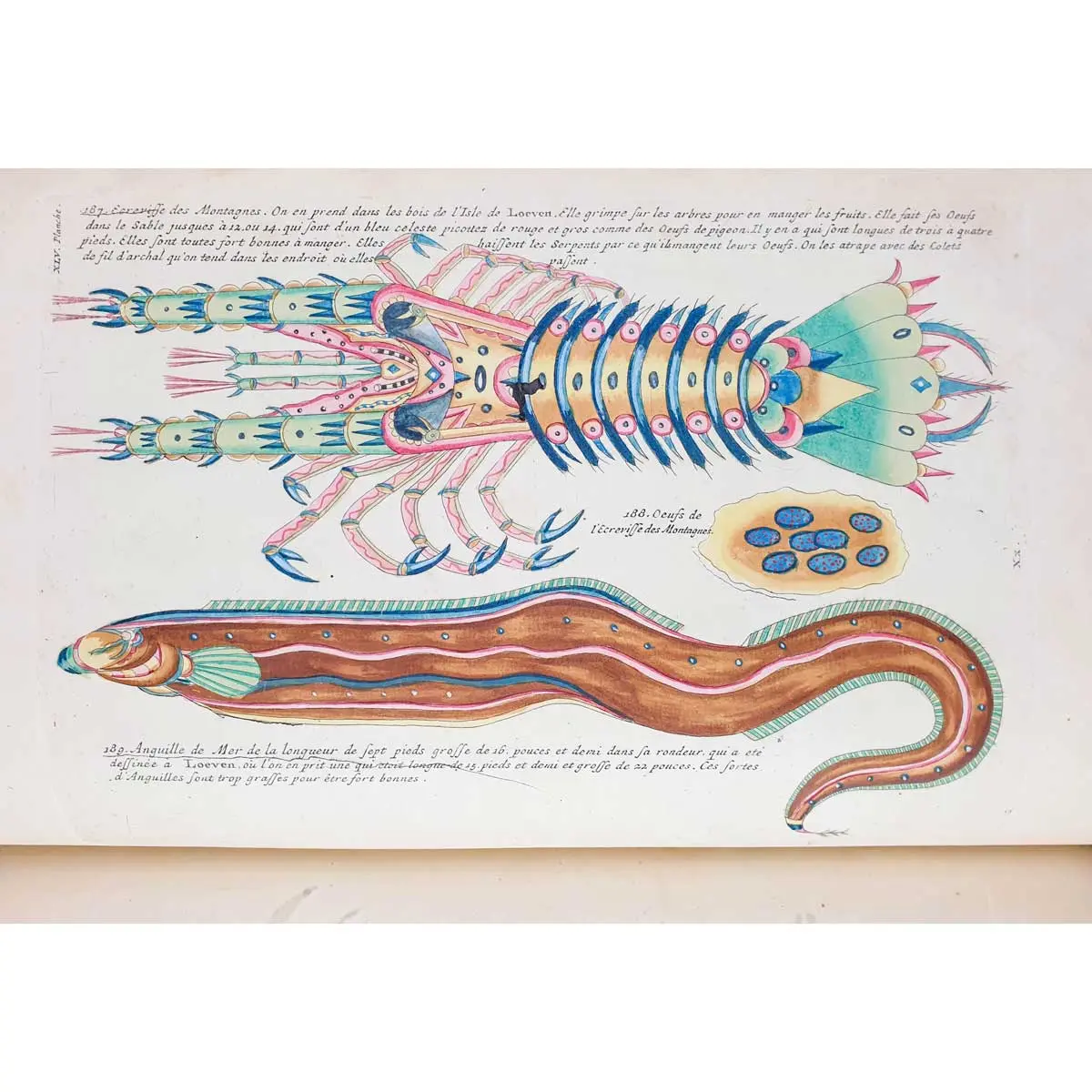 Poissons, Ecrevisses et Crabes, de diverses couleurs et figures extraordinaires, que l’on trouve autour des Isles Moluques, et sur les côtes des Terres Australes (5)