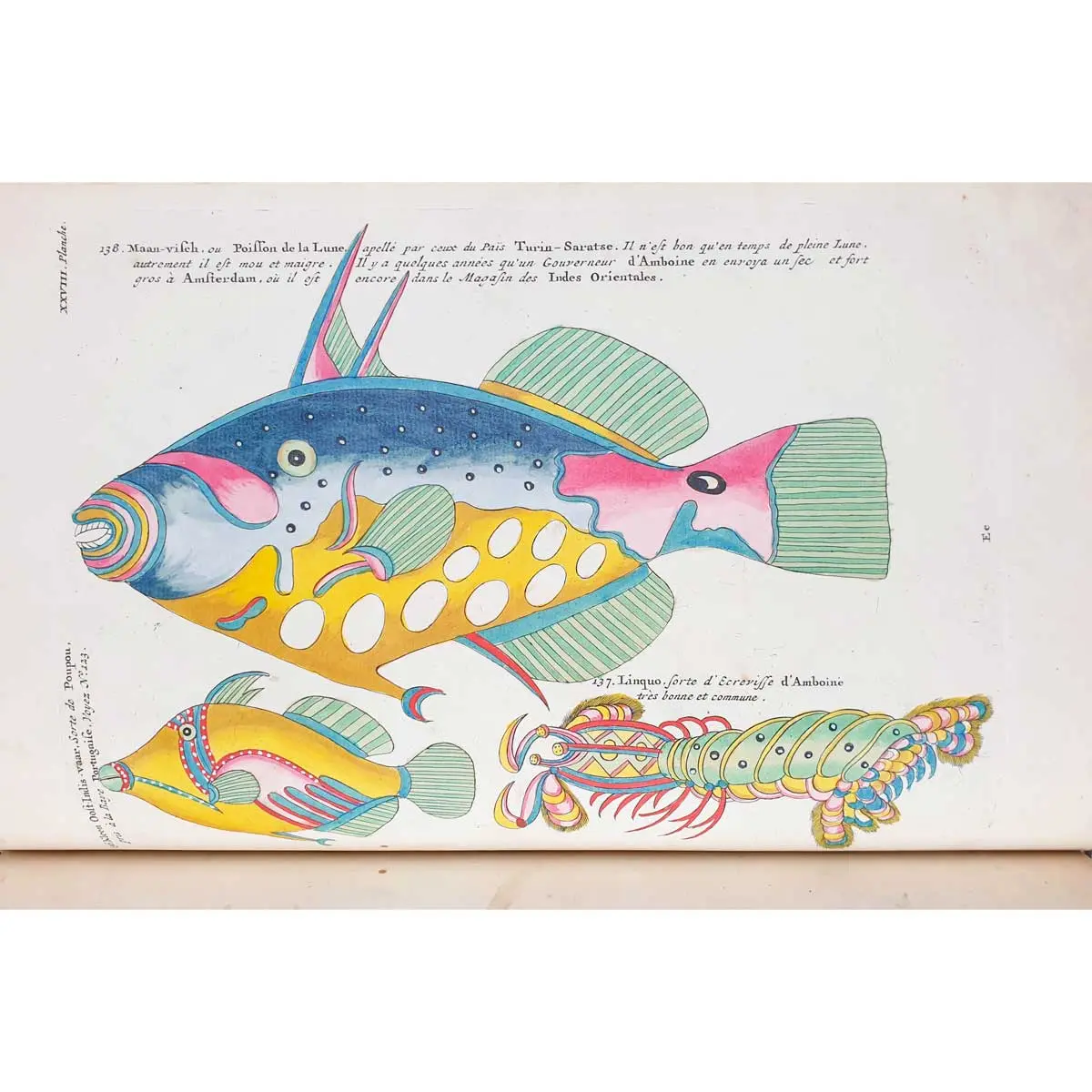 Poissons, Ecrevisses et Crabes, de diverses couleurs et figures extraordinaires, que l’on trouve autour des Isles Moluques, et sur les côtes des Terres Australes (6)