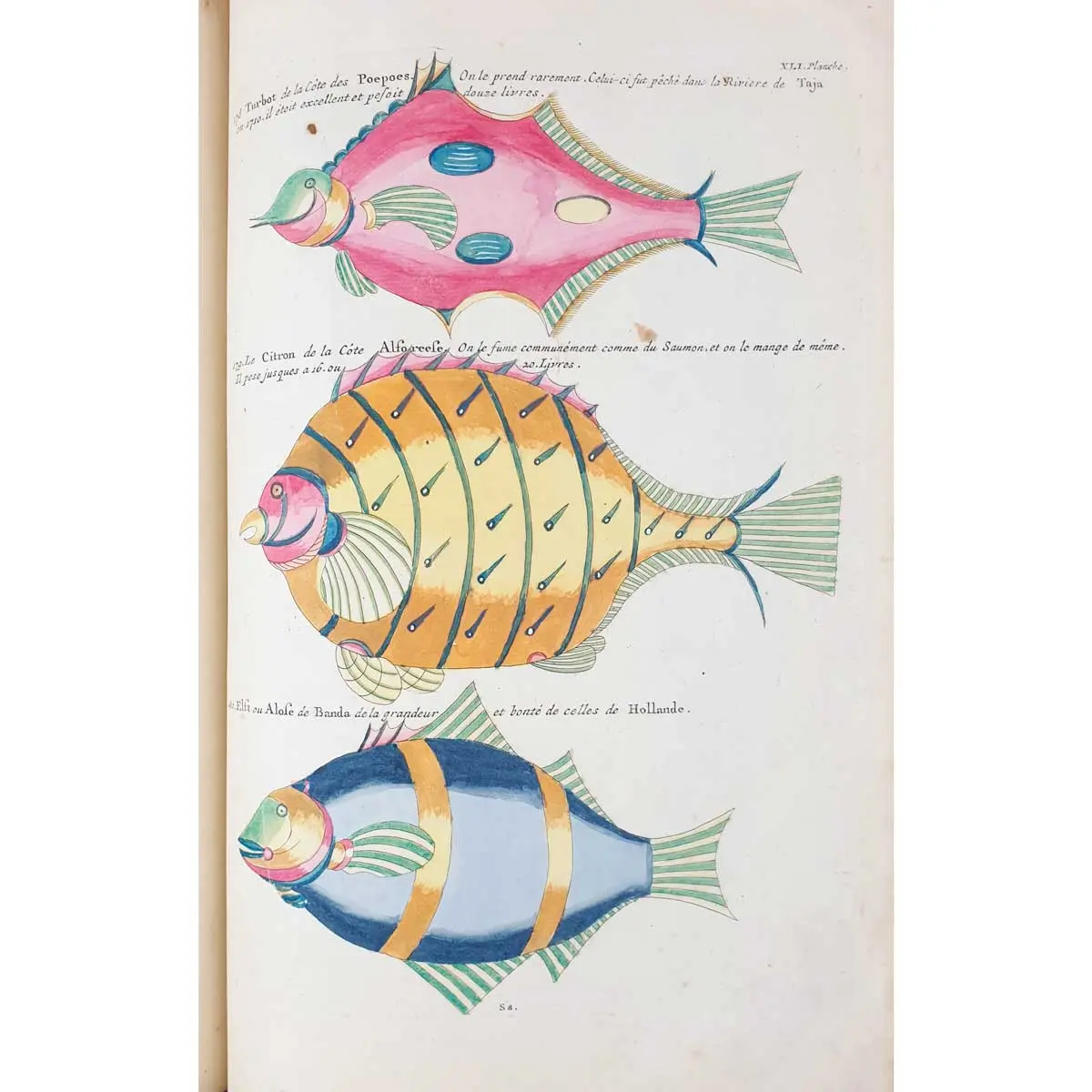 Poissons, Ecrevisses et Crabes, de diverses couleurs et figures extraordinaires, que l’on trouve autour des Isles Moluques, et sur les côtes des Terres Australes (7)