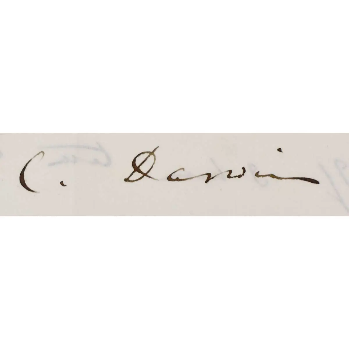 Important Autograph Letter Signed, to Daniel Oliver at Kew Concerning Ovules in Primula (3)