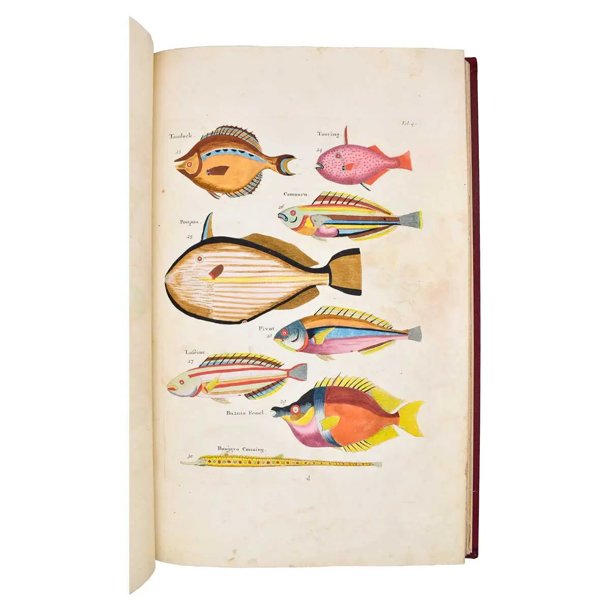 Poissons, Ecrevisses et Crabes de diverses couleurs et figures extraordinaires, que l’on trouve autour des Isles Moluques, et sur les côtes des Terres Australes (7)