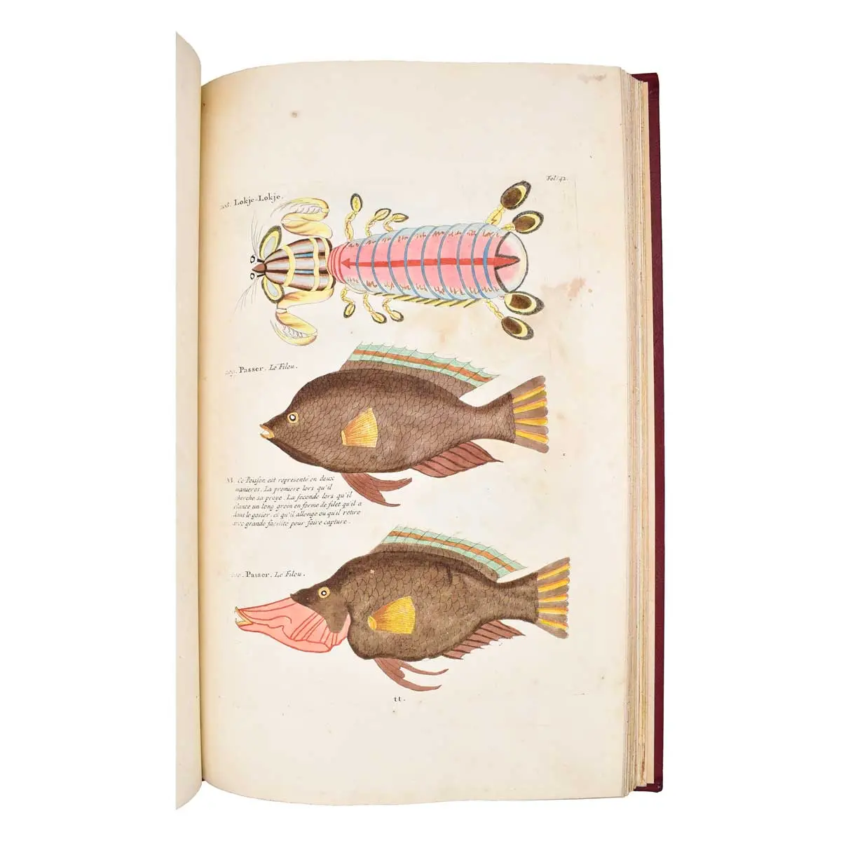Poissons, Ecrevisses et Crabes de diverses couleurs et figures extraordinaires, que l’on trouve autour des Isles Moluques, et sur les côtes des Terres Australes (6)
