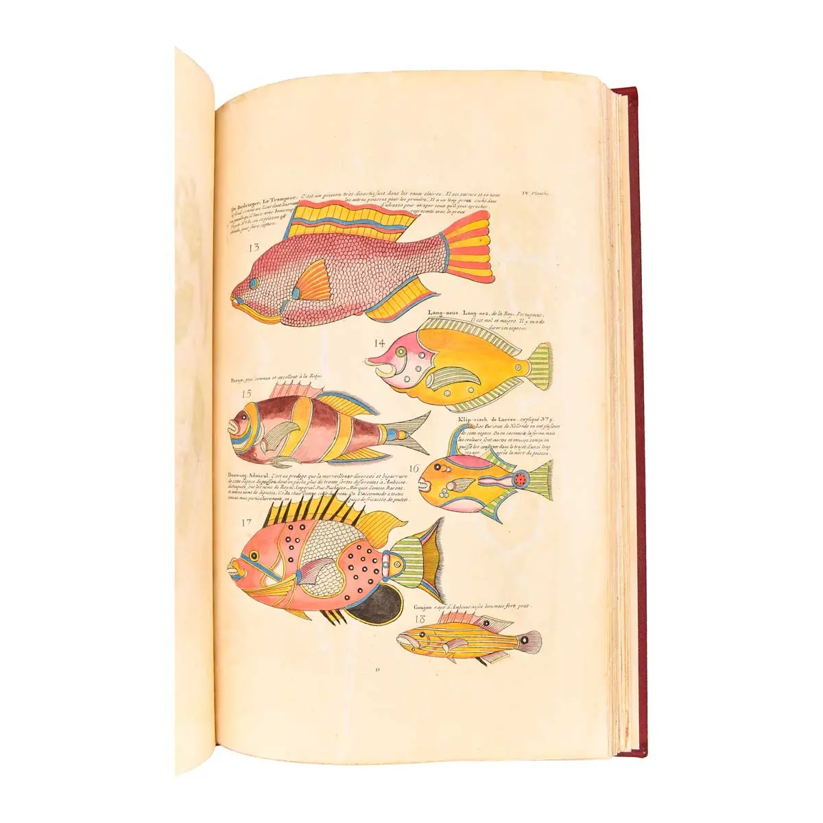 Poissons, Ecrevisses et Crabes de diverses couleurs et figures extraordinaires, que l’on trouve autour des Isles Moluques, et sur les côtes des Terres Australes (5)