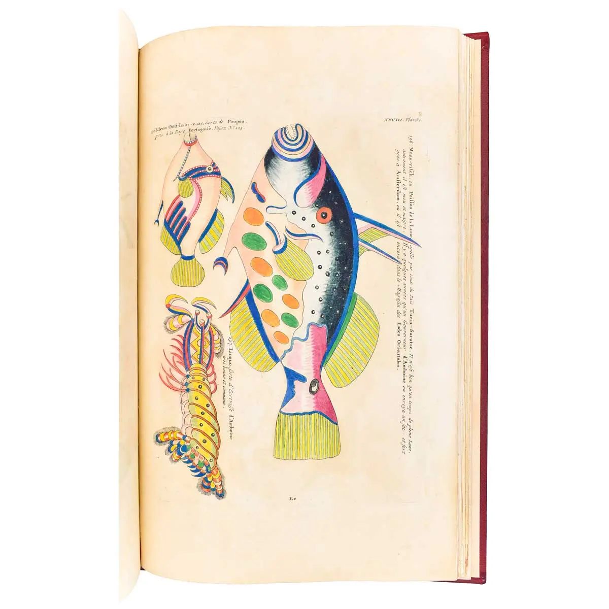 Poissons, Ecrevisses et Crabes de diverses couleurs et figures extraordinaires, que l’on trouve autour des Isles Moluques, et sur les côtes des Terres Australes (3)