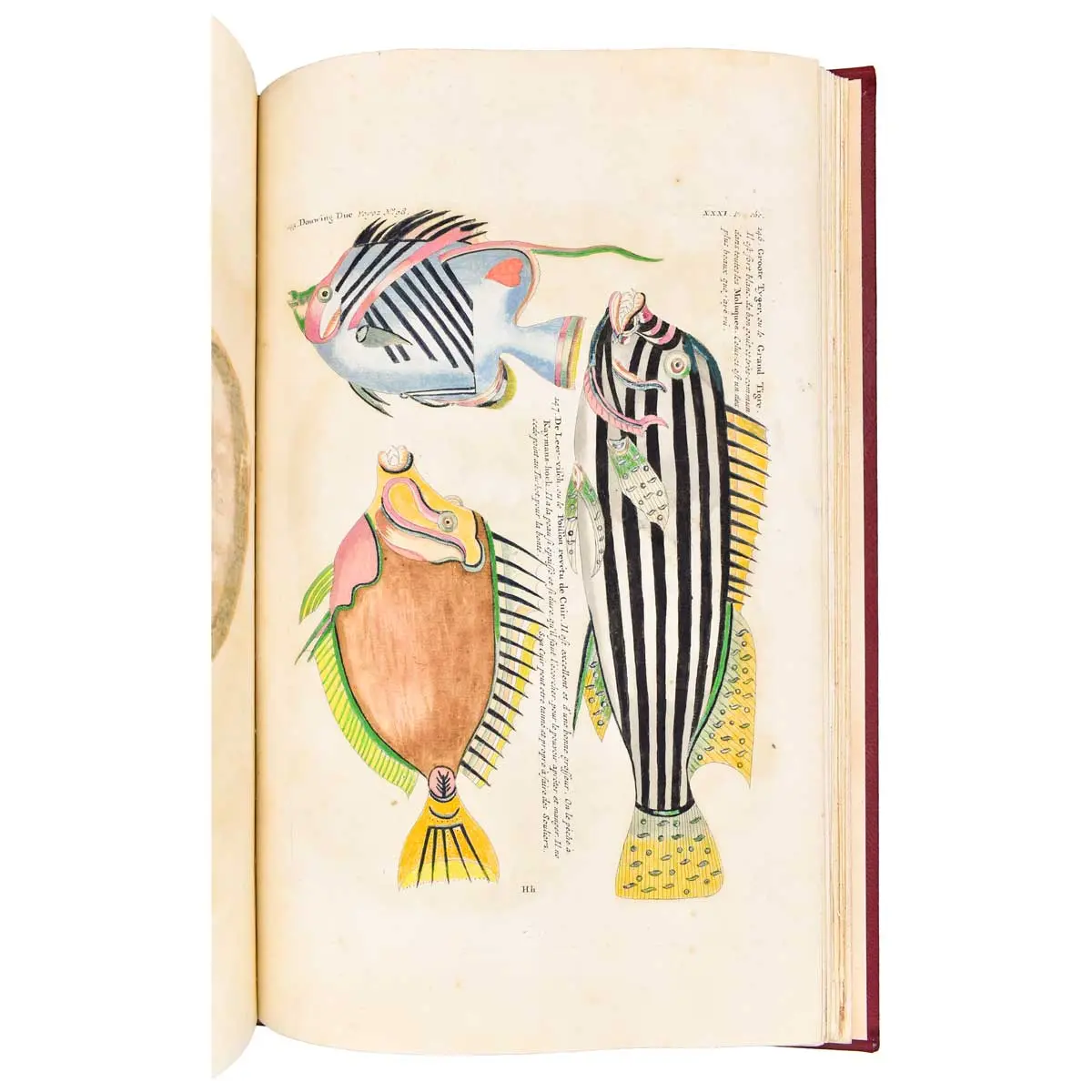 Poissons, Ecrevisses et Crabes de diverses couleurs et figures extraordinaires, que l’on trouve autour des Isles Moluques, et sur les côtes des Terres Australes (2)