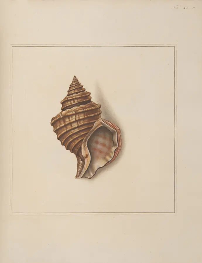 The Universal Conchologist exhibiting the Figure of every known Shell accurately drawn and painted after Nature: with A New Systematic Arrangement by the Author (9)