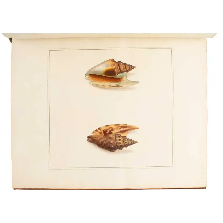 The Universal Conchologist exhibiting the Figure of every known Shell accurately drawn and painted after Nature: with A New Systematic Arrangement by the Author.