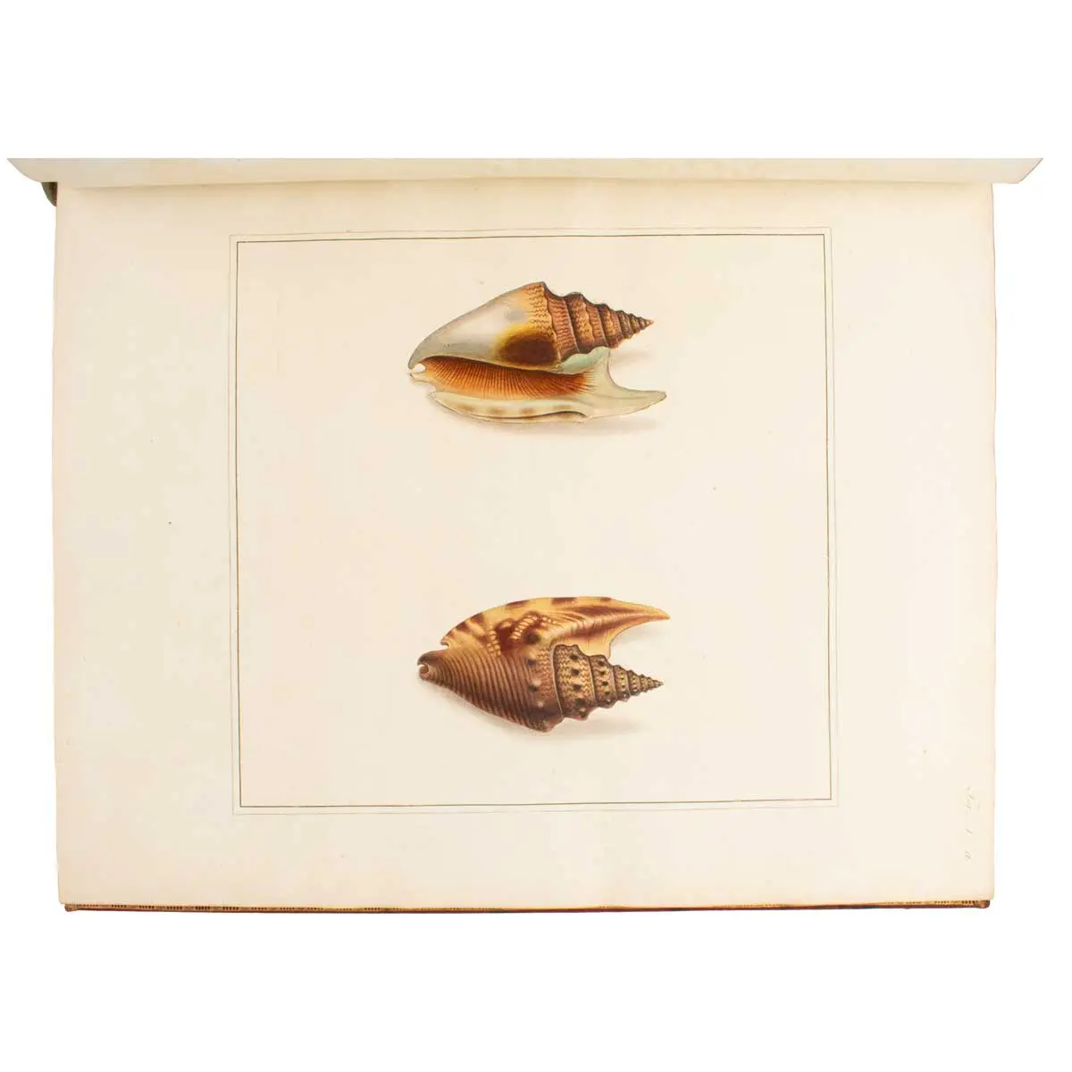 The Universal Conchologist exhibiting the Figure of every known Shell accurately drawn and painted after Nature: with A New Systematic Arrangement by the Author.