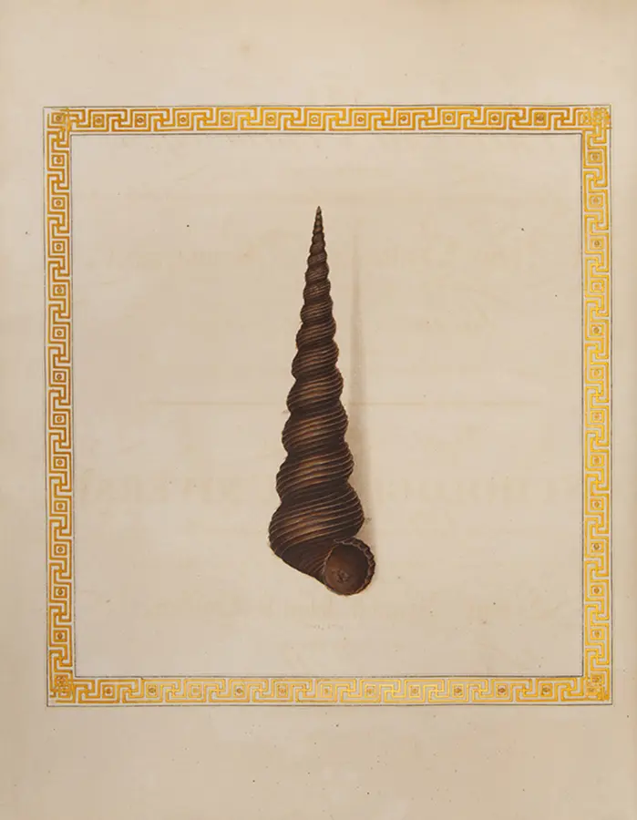 The Universal Conchologist exhibiting the Figure of every known Shell accurately drawn and painted after Nature: with A New Systematic Arrangement by the Author (4)