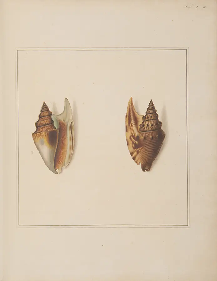 The Universal Conchologist exhibiting the Figure of every known Shell accurately drawn and painted after Nature: with A New Systematic Arrangement by the Author (6)