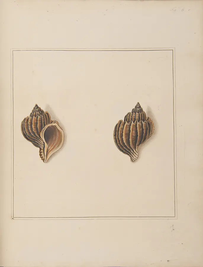 The Universal Conchologist exhibiting the Figure of every known Shell accurately drawn and painted after Nature: with A New Systematic Arrangement by the Author (7)