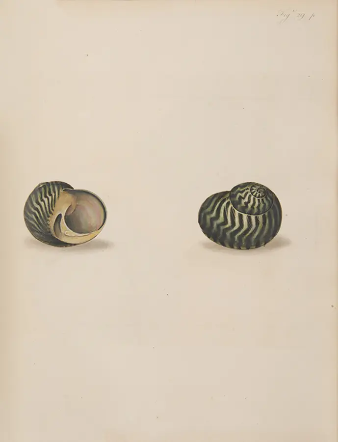 The Universal Conchologist exhibiting the Figure of every known Shell accurately drawn and painted after Nature: with A New Systematic Arrangement by the Author (8)