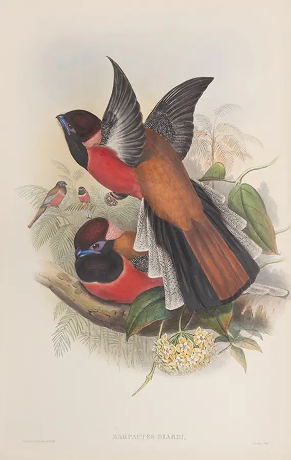 The Birds of Asia (5)