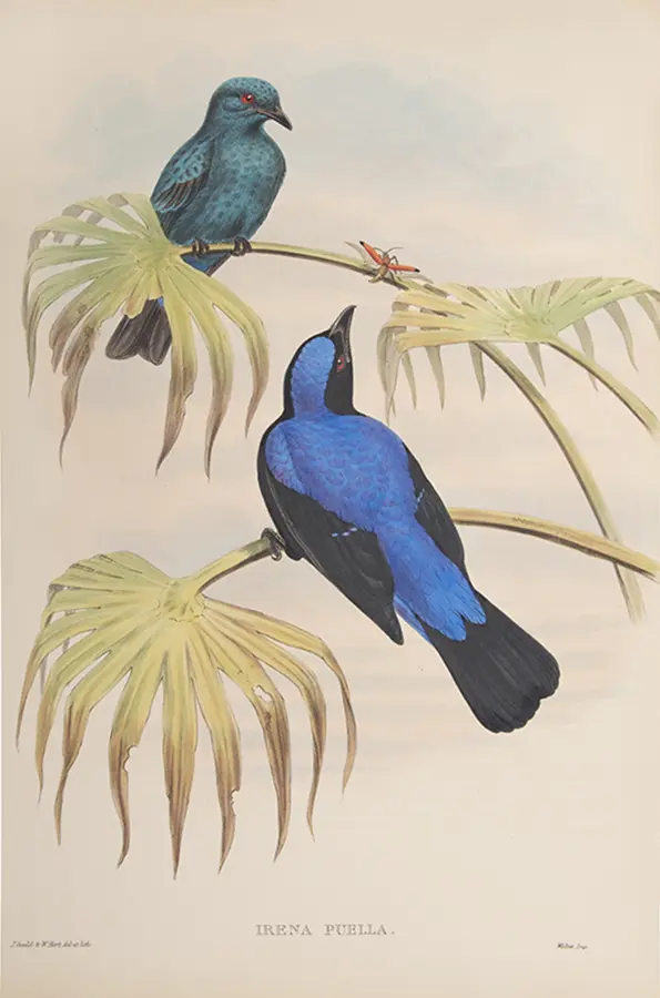 The Birds of Asia (4)