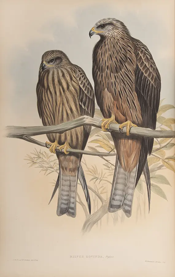The Birds of Asia.