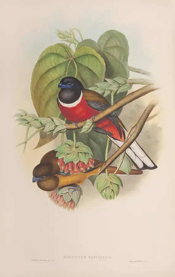 The Birds of Asia (3)