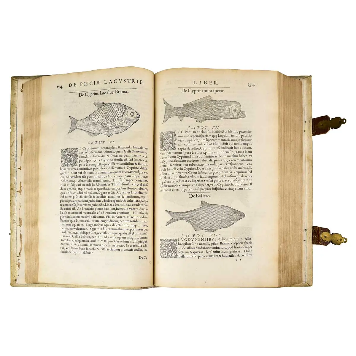 Libri de piscibus marinis in quibus verae piscium effigies expressae sunt [including] Universae aquatilium historiae pars altera cum veris ipsorum imaginibus (4)