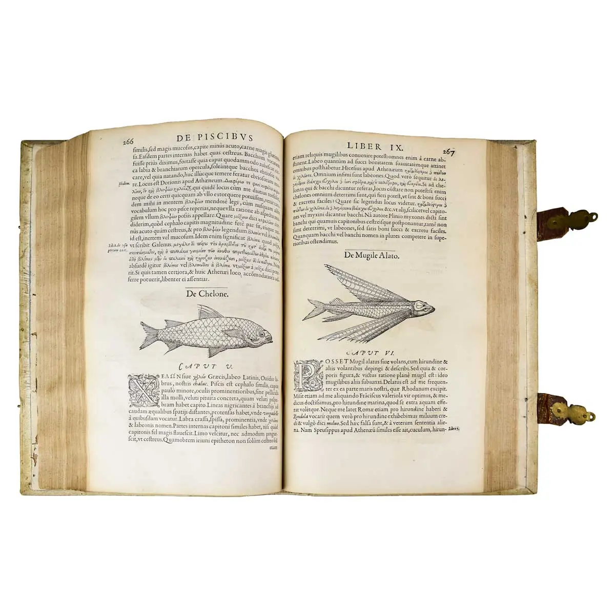 Libri de piscibus marinis in quibus verae piscium effigies expressae sunt [including] Universae aquatilium historiae pars altera cum veris ipsorum imaginibus (5)