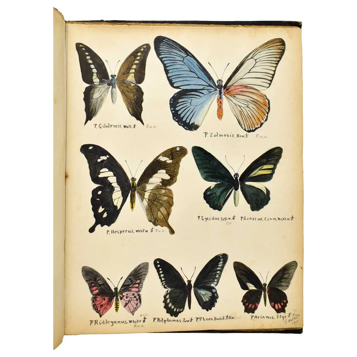 WATERCOLOUR ALBUM – Exotic Butterflies Drawn and Coloured from ….Specimens in own collection (4)