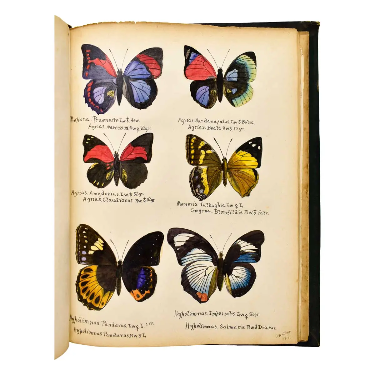 WATERCOLOUR ALBUM – Exotic Butterflies Drawn and Coloured from ….Specimens in own collection (5)