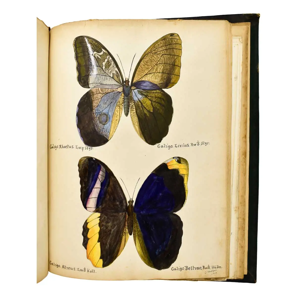 WATERCOLOUR ALBUM – Exotic Butterflies Drawn and Coloured from ….Specimens in own collection (6)