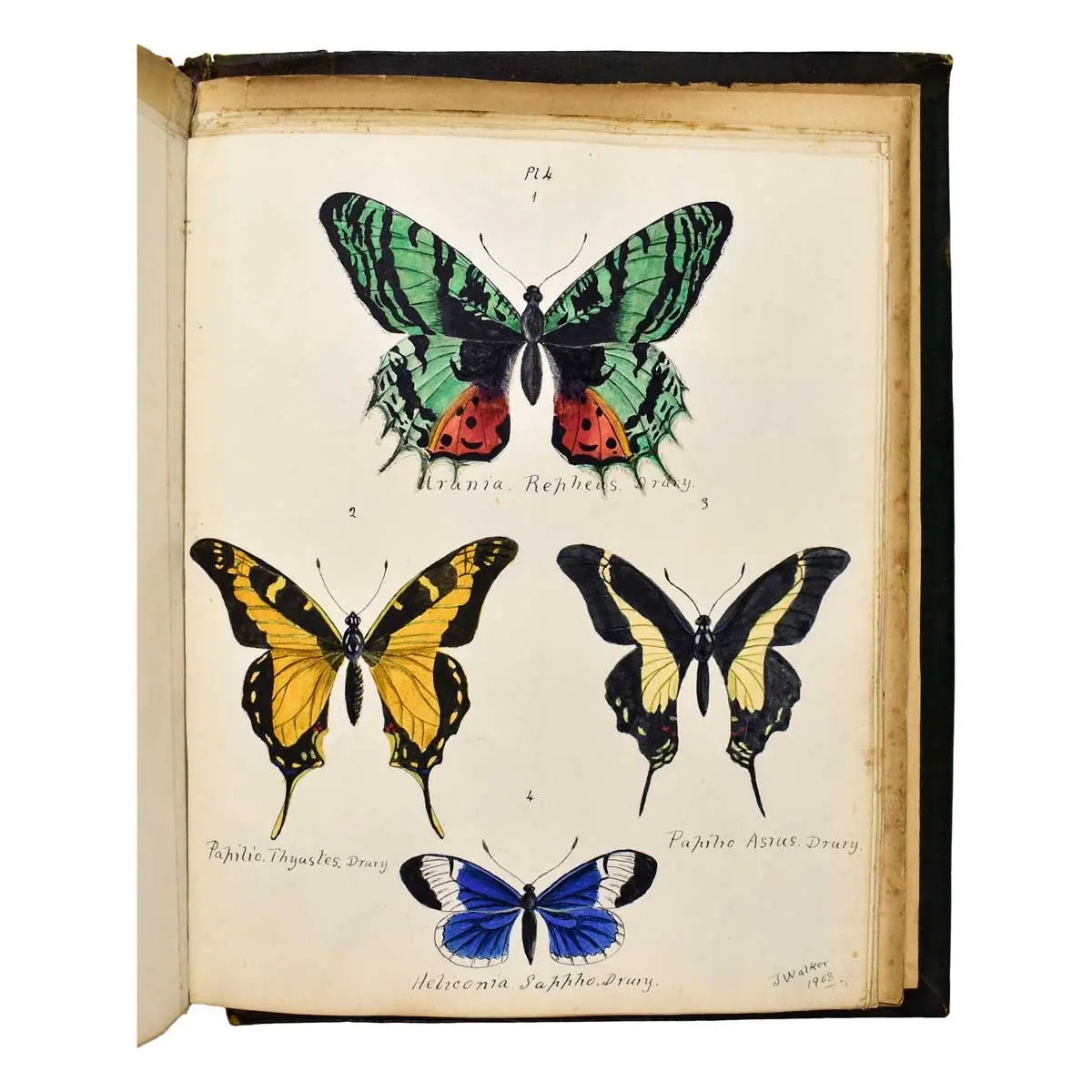 WATERCOLOUR ALBUM - Exotic Butterflies Drawn and Coloured from ….Specimens in own collection.