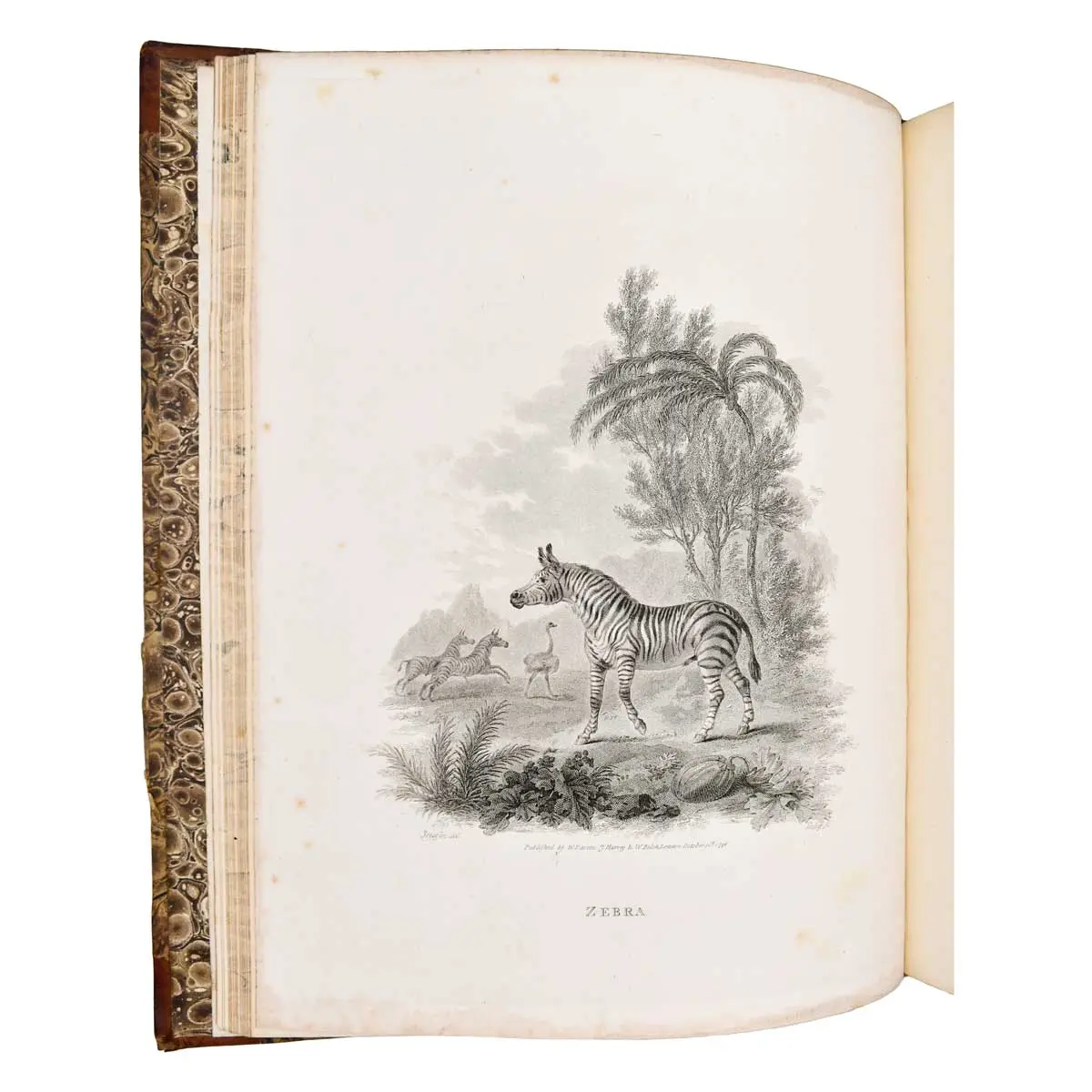 A Cabinet of Quadrupeds; Consisting of Highly-Finished Engravings, by James Tookey; from Drawings, by Julius Ibbetson; with Historical and Scientific Descriptions, by John Church (2)