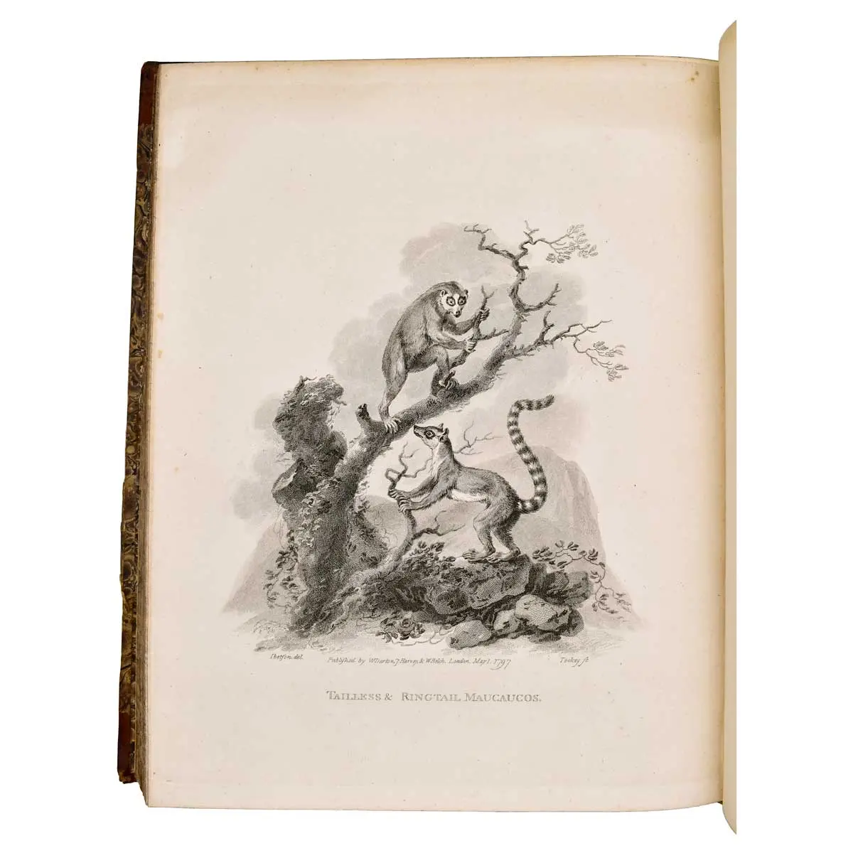 A Cabinet of Quadrupeds; Consisting of Highly-Finished Engravings, by James Tookey; from Drawings, by Julius Ibbetson; with Historical and Scientific Descriptions, by John Church (4)