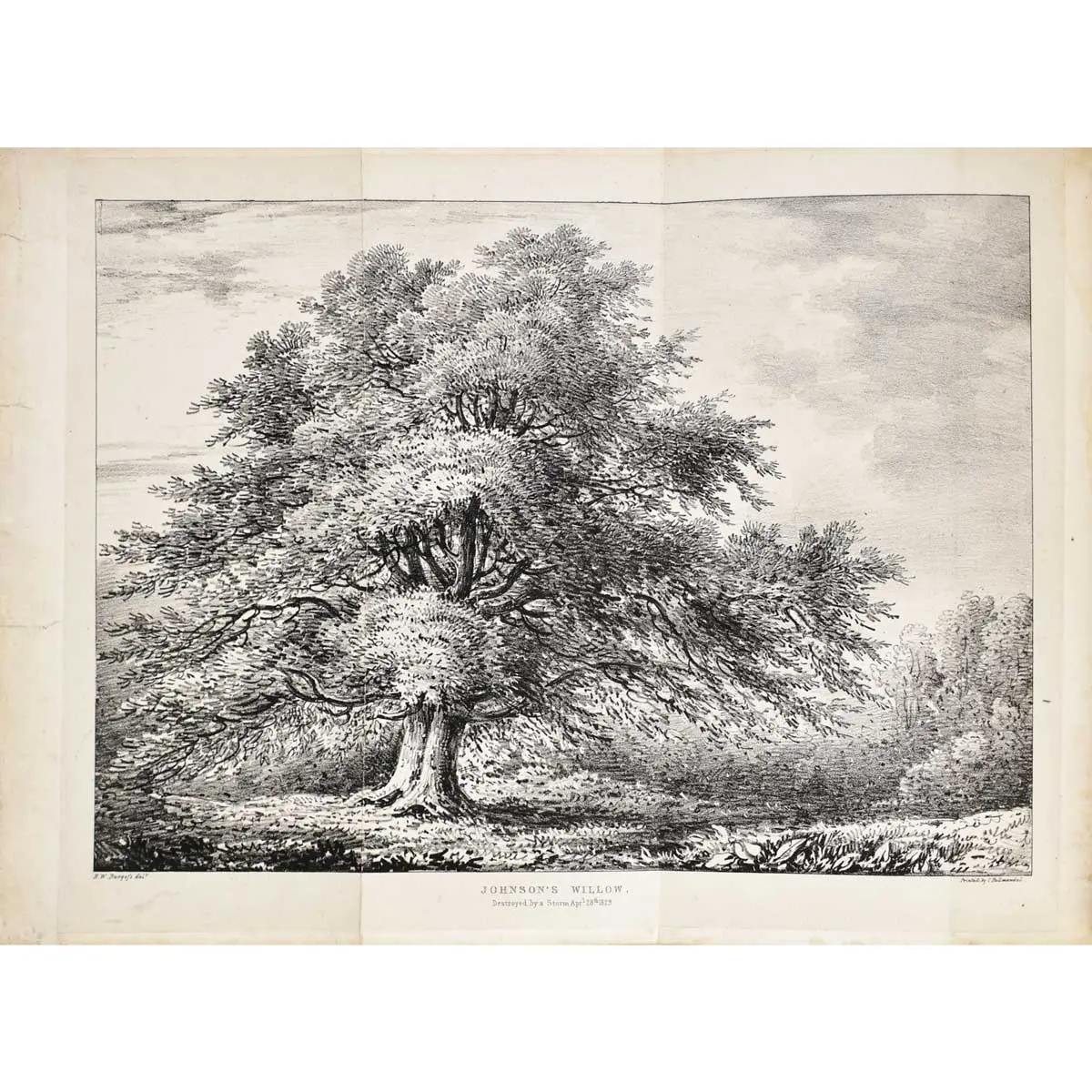 Salictum Woburnense: or, a catalogue of willows indigenous and foreign in the collection of the Duke of Bedford at Woburn Abbey (4)