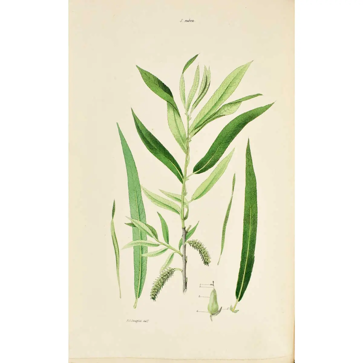 Salictum Woburnense: or, a catalogue of willows indigenous and foreign in the collection of the Duke of Bedford at Woburn Abbey (3)