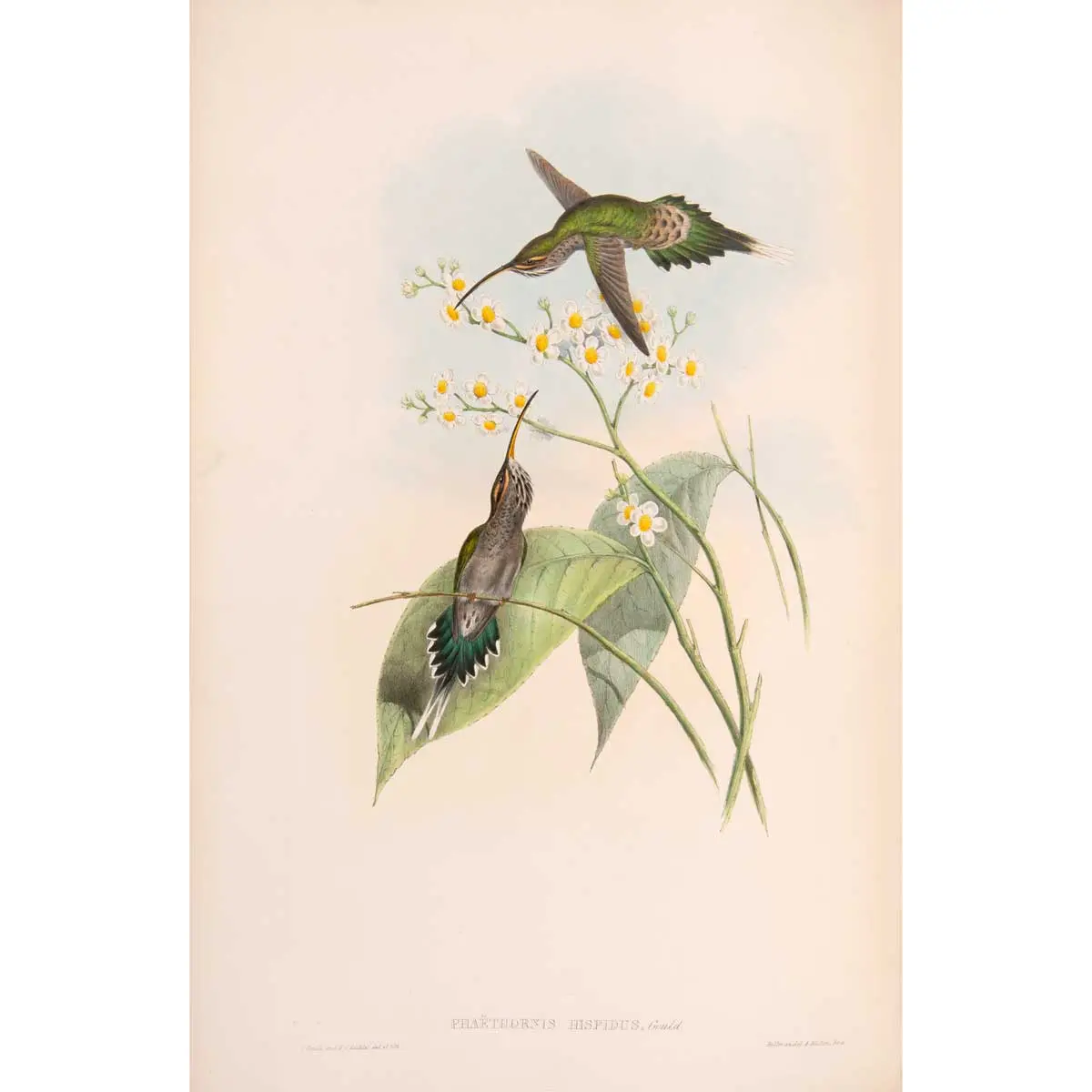 A Monograph of the Trochilidae, or Family of Humming-Birds. [with:] Supplement completed after the author’s death by R. Bowdler Sharpe (3)
