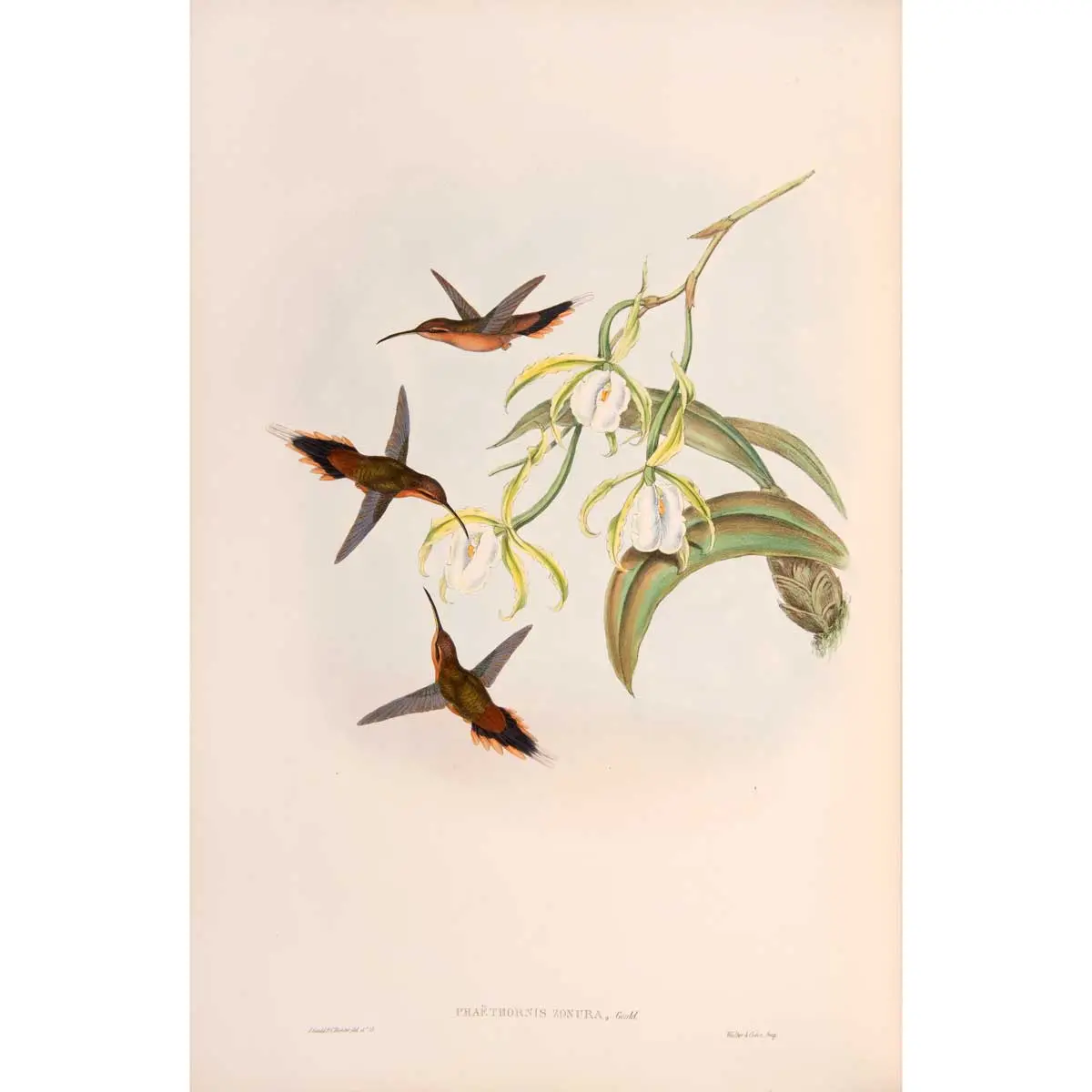 A Monograph of the Trochilidae, or Family of Humming-Birds. [with:] Supplement completed after the author's death by R. Bowdler Sharpe.