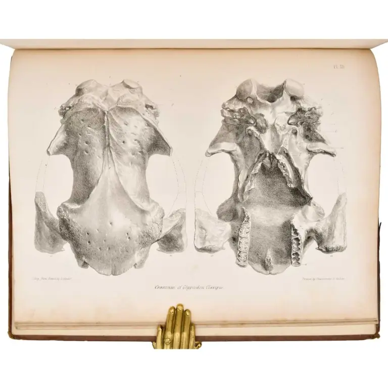 Descriptive and Illustrated Catalogue of the Fossil Organic Remains of Mammalia and Aves contained in the Museum of the Royal College of Surgeons of England