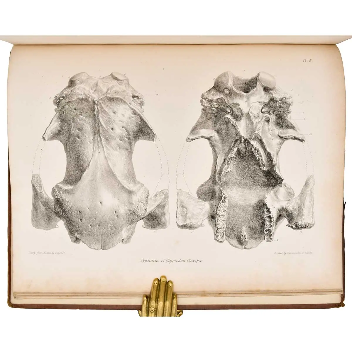 Descriptive and Illustrated Catalogue of the Fossil Organic Remains of Mammalia and Aves contained in the Museum of the Royal College of Surgeons of England