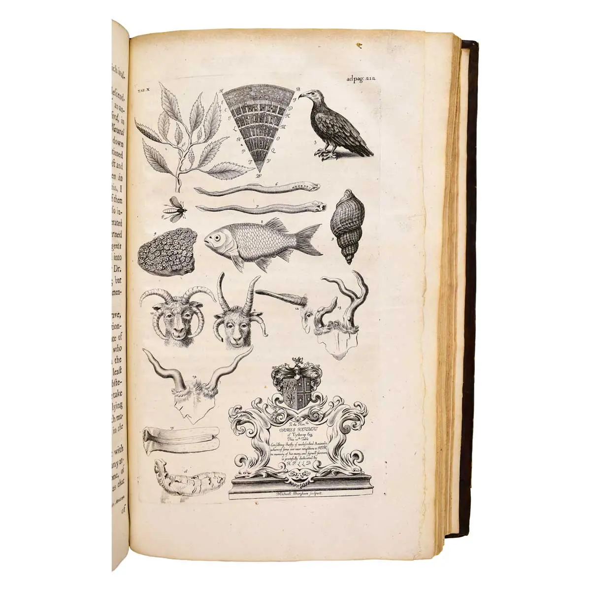 The Natural History of Oxford-Shire,Being an Essay toward the Natural History of England (3)