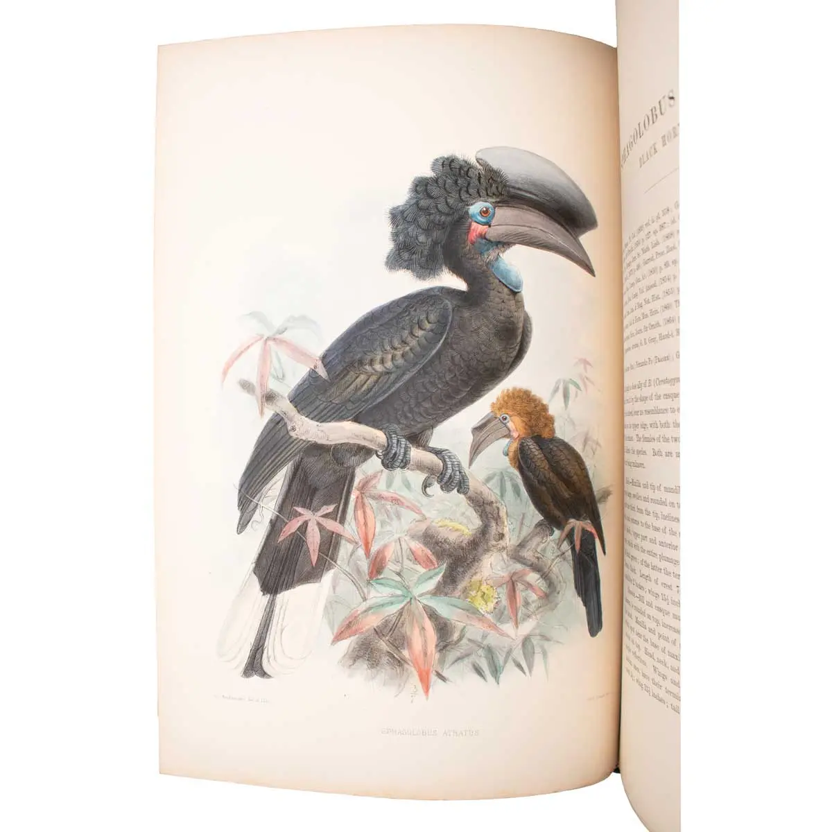 A Monograph of the Bucerotidae, or Family of the Hornbills.