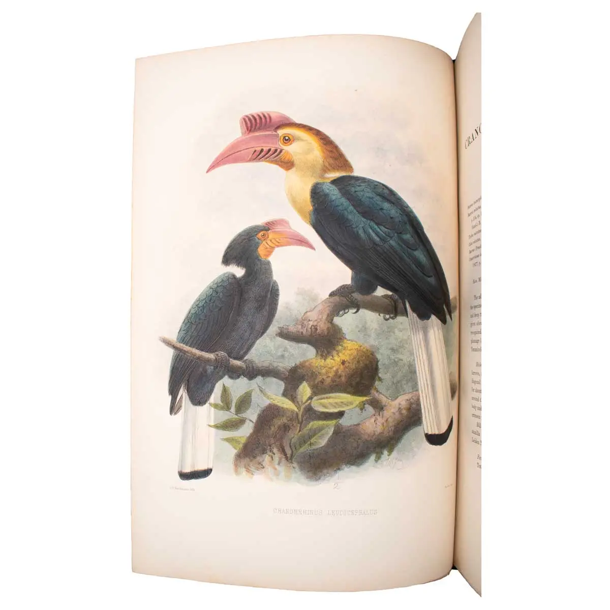A Monograph of the Bucerotidae, or Family of the Hornbills (2)