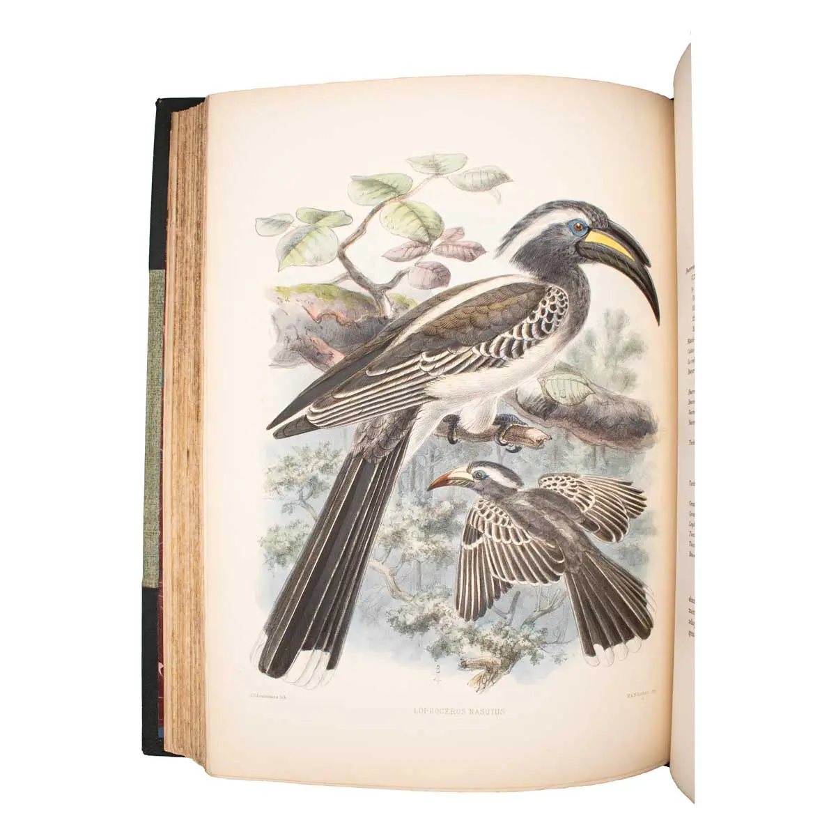 A Monograph of the Bucerotidae, or Family of the Hornbills (3)