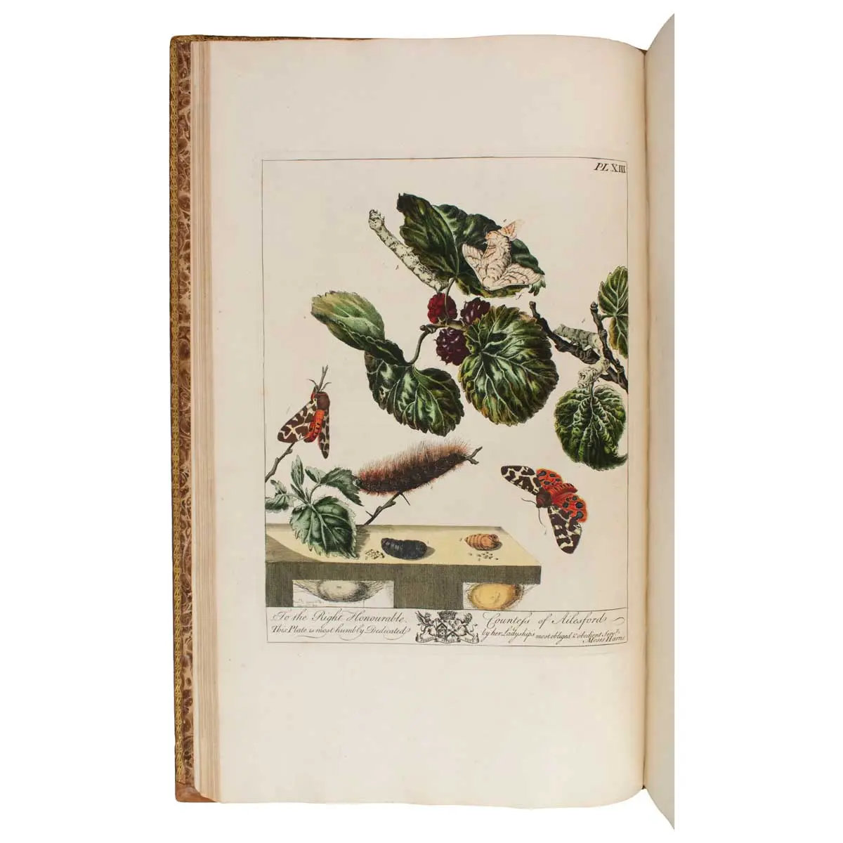The Aurelian :or natural History of English Insects ; namely, Moths and Butterflies (4)