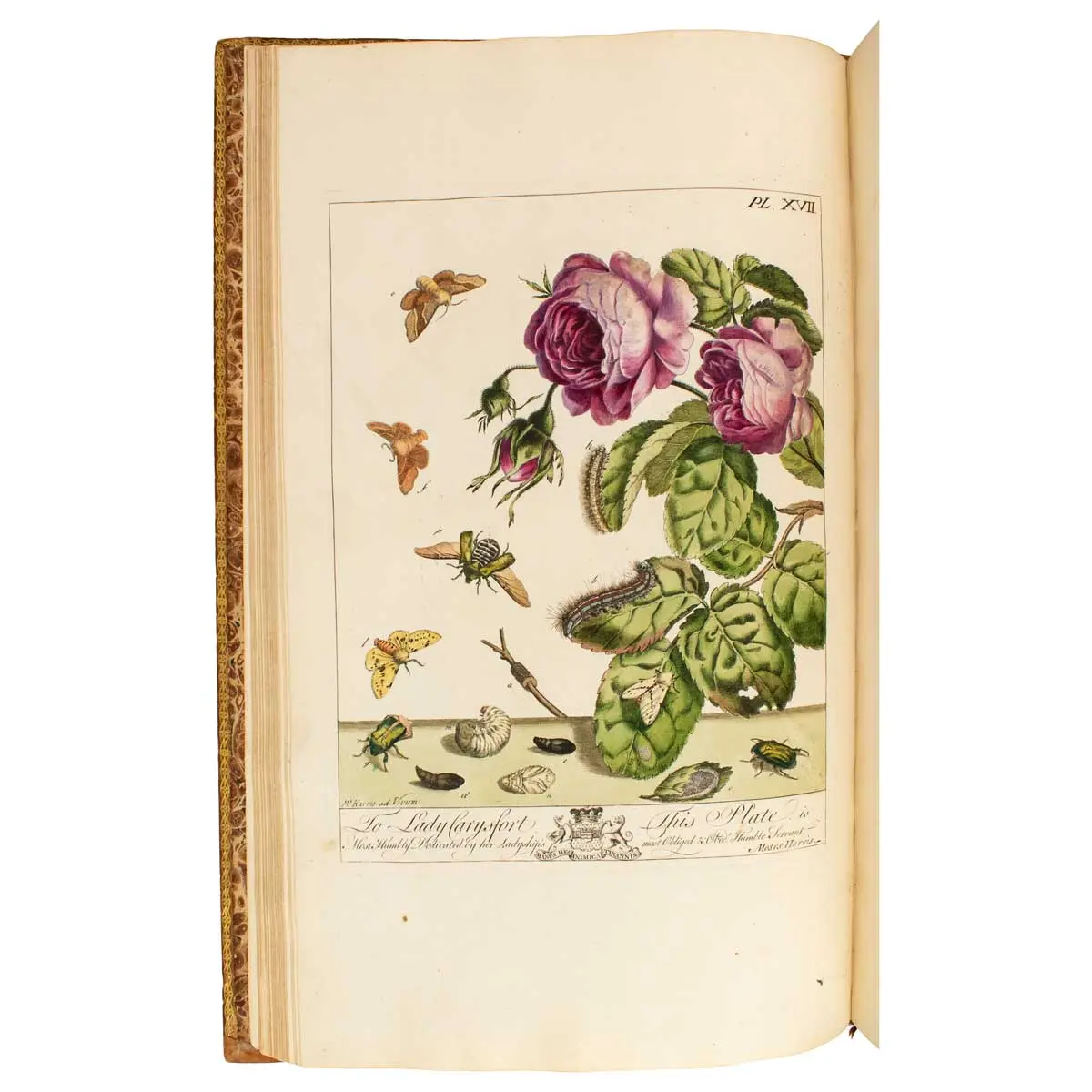 The Aurelian :or natural History of English Insects ; namely, Moths and Butterflies (5)